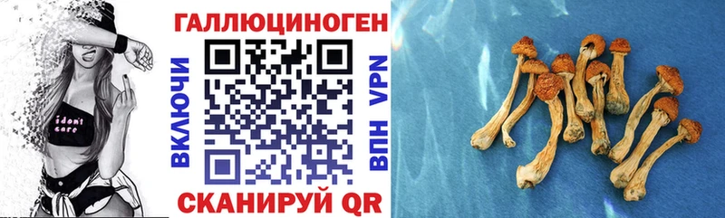 Купить закладки  Магас  Галлюциногенные грибы Magic Shrooms 